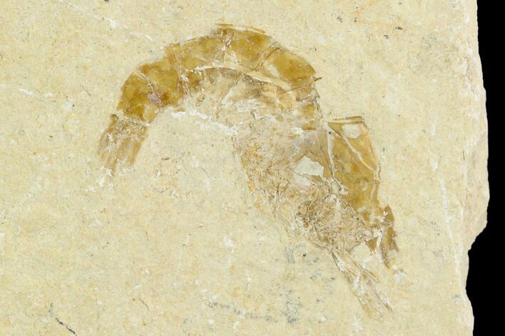 Cretaceous Fossil Shrimp - Lebanon #123885